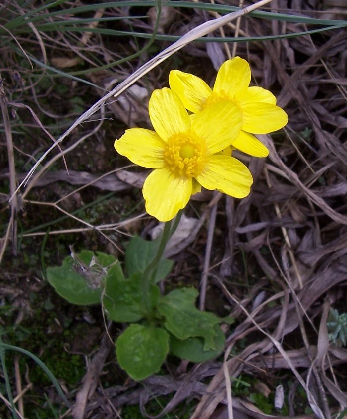 Ranunculus bullatus / Ranuncolo rosulato